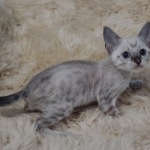 Savannah F-6SBT snow male DOB 10-15-22