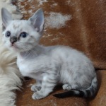 Savannah F-6SBT snow male DOB 10-15-22