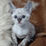 Savannah F-6SBT snow male DOB 10-15-22