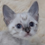 Savannah F-6SBT snow male DOB 10-15-22