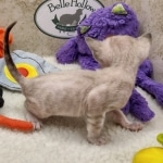 Savannah F-6SBT snow male DOB 10-15-22