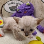 Savannah F-6SBT snow male DOB 10-15-22