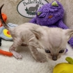 Savannah F-6SBT snow male DOB 10-15-22