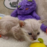 Savannah F-6SBT snow male DOB 10-15-22