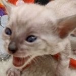 Savannah F-6SBT snow male DOB 10-15-22