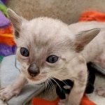 Savannah F-6SBT snow male DOB 10-15-22