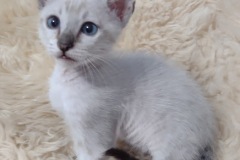 Savannah F-6SBT Snow Male #2 DOB 10-15-22