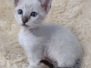 Savannah F-6SBT Snow Male #2 DOB 10-15-22
