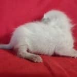 Savannah F-6SBT snow male DOB 10-15-22