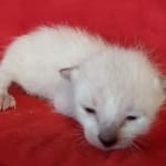 Savannah F-6SBT snow male DOB 10-15-22