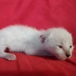 Savannah F-6SBT snow male DOB 10-15-22