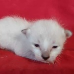 Savannah F-6SBT snow male DOB 10-15-22