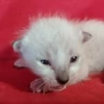 Savannah F-6SBT snow male DOB 10-15-22