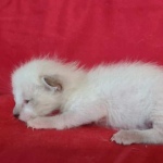 Savannah F-6SBT snow male DOB 10-15-22