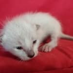 Savannah F-6SBT snow male DOB 10-15-22