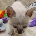 Savannah F-6SBT snow male DOB 10-15-22