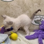 Savannah F-6SBT snow male DOB 10-15-22