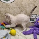 Savannah F-6SBT snow male DOB 10-15-22