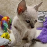 Savannah F-6SBT snow male DOB 10-15-22