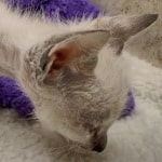 Savannah F-6SBT snow male DOB 10-15-22