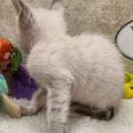 Savannah F-6SBT snow male DOB 10-15-22