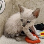 Savannah F-6SBT snow male DOB 10-15-22