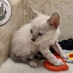 Savannah F-6SBT snow male DOB 10-15-22