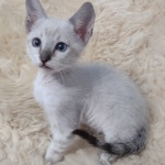 Savannah F-6SBT snow male DOB 10-15-22