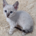 Savannah F-6SBT snow male DOB 10-15-22