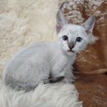 Savannah F-6SBT snow male DOB 10-15-22