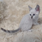 Savannah F-6SBT snow male DOB 10-15-22