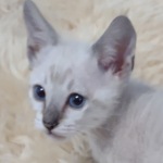 Savannah F-6SBT snow male DOB 10-15-22