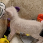 Savannah F-6SBT snow male DOB 10-15-22