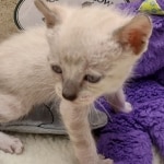 Savannah F-6SBT snow male DOB 10-15-22