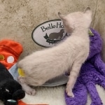 Savannah F-6SBT snow male DOB 10-15-22