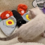 Savannah F-6SBT snow male DOB 10-15-22