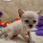 Savannah F-6SBT snow male DOB 10-15-22