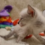 Savannah F-6SBT snow male DOB 10-15-22