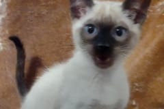 Fredric Savannah F-6SBT Snow Male #2 DOB 12-7-23