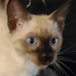 F-6SBt snow, Lynx Point Male DO 12-7-23