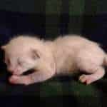 Savannah Snow Male DOB 12-7-23