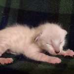 Savannah Snow Male DOB 12-7-23