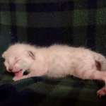 Savannah Snow Male DOB 12-7-23