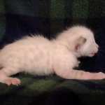 Savannah Snow Male DOB 12-7-23