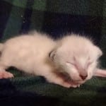 Savannah Snow Male DOB 12-7-23