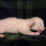 Savannah Snow Male DOB 12-7-23