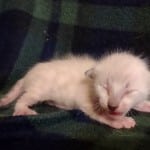 Savannah Snow Male DOB 12-7-23