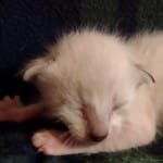 Savannah Snow Male DOB 12-7-23