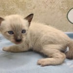 Savannah Snow Male DOB 12-7-23