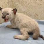 Savannah Snow Male DOB 12-7-23